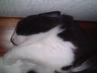 愛猫チャンイ;猫だって何かと忙しい