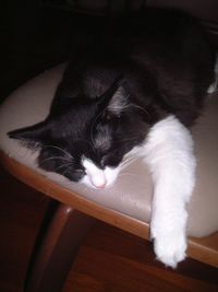 愛猫チャンイ;今日もオッサン