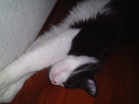 愛猫チャンイ;猫だって何かと忙しい