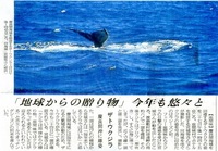 今年もクジラがやってきた