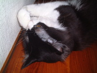 愛猫チャンイ;猫だって何かと忙しい