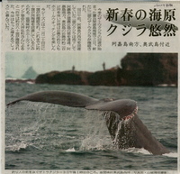 今年もクジラがやってきた