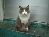 普天間すずらん通りの猫 2006/12/29 12:59:03