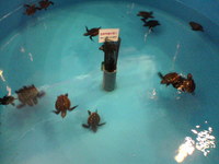 かごしま水族館