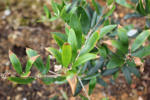 塩害に強かった植物 のんびり田舎暮し