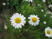 カモミールが花盛り