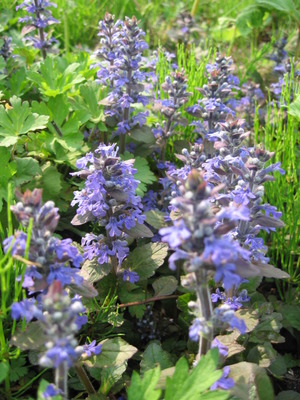 青紫の花の季節