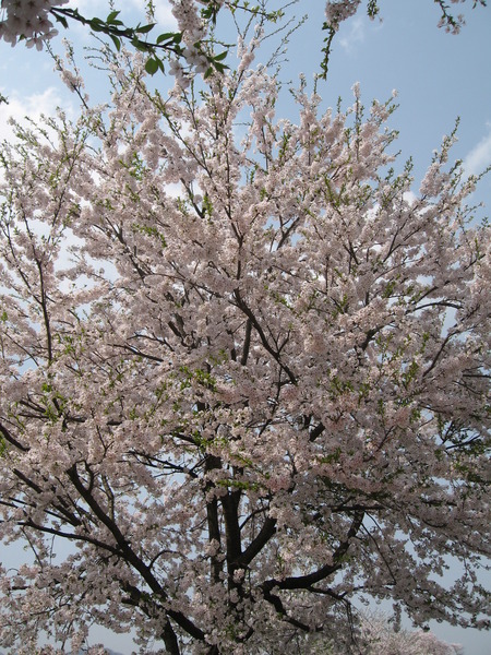 さくら・サクラ・桜