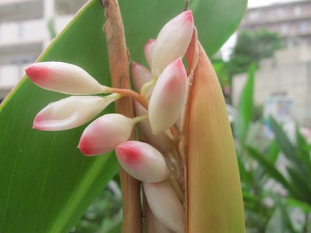 サンニンの花