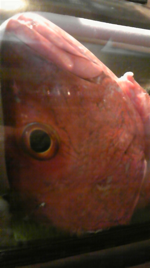 ☆オススメの魚☆