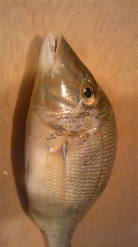 お魚紹介☆