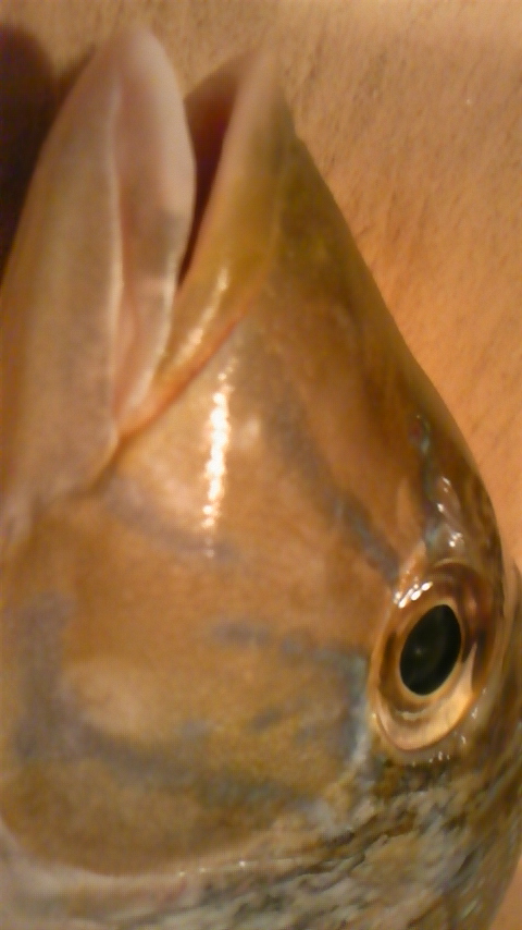 お魚紹介☆