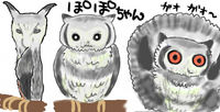 今話題のぽぽちゃん