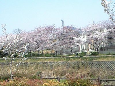 お花見