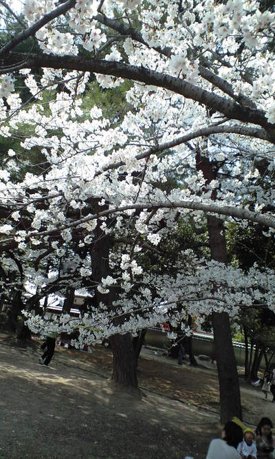 実家近くでも花見