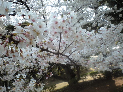 実家近くでも花見