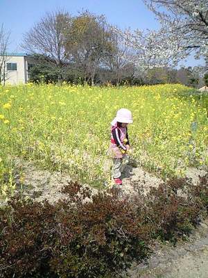 お花見