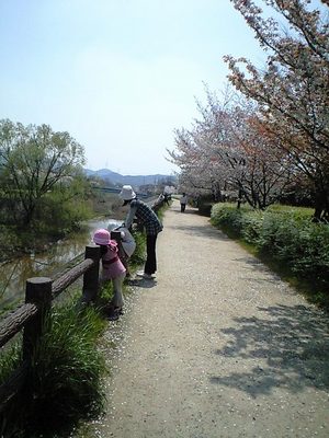 お花見