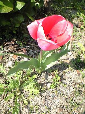 お花見