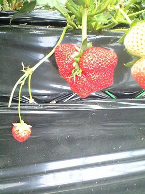 初いちご狩り