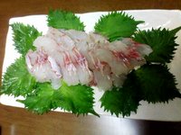 鯛だ鯛だ～！