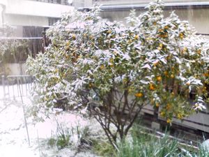 tsuboが遊びにきてくれましたよ。