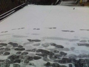 tsuboが遊びにきてくれましたよ。