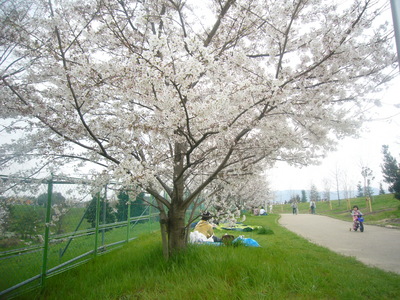 お花見