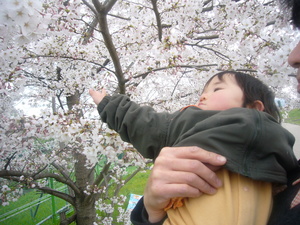 お花見