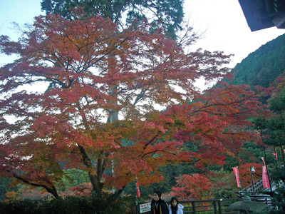 紅葉狩り