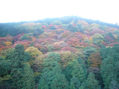 紅葉狩り
