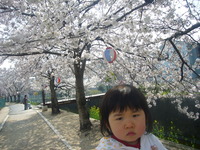 春♪ 2008/04/02 20:25:53