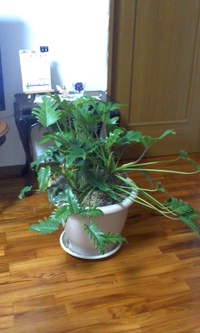 観葉植物のプレゼント(^O^) 2012/05/24 21:12:04