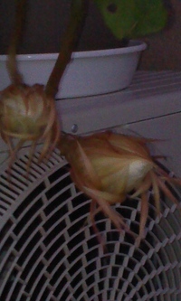 咲きましたょ〜(^o^)／ 2012/07/06 10:49:08