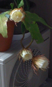 月下美人咲きました(^O^) 2012/07/06 11:33:11