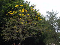 緑ヶ丘公園の黄色い花