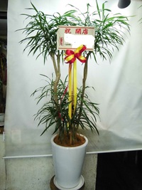 開店祝い陽の観葉植物