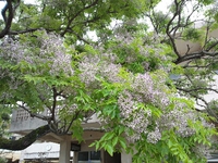 入園式(☆∀☆)