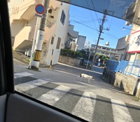 車中より、迷い犬 発見 2024/07/20 07:48:15