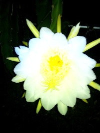 ドラゴンフルーツ 2011/09/09 10:18:12