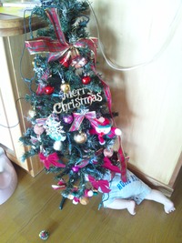 ツリーが。。。 2011/12/07 18:51:34