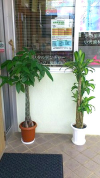 パキラと幸福の木