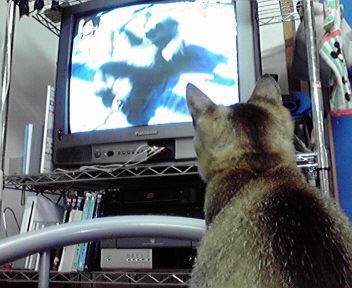 Tvを見る猫 Fmとよみスタッフ日記