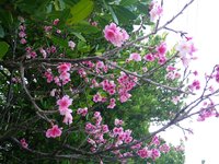 庭の桜です！！