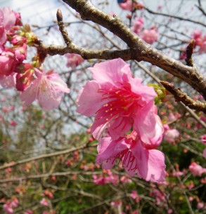 第33回沖縄本部八重岳桜まつり