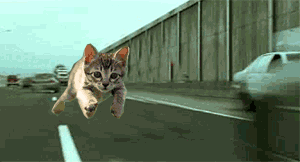 猫の逆走 高速編 大爆笑 おもしろ画像 動画