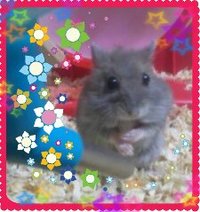 乙女ちゃん☆彡