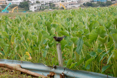 大山の田いも畑