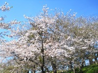 桜　見　sono②