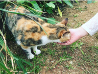 看板猫(*'▽') 2018/03/17 13:11:01